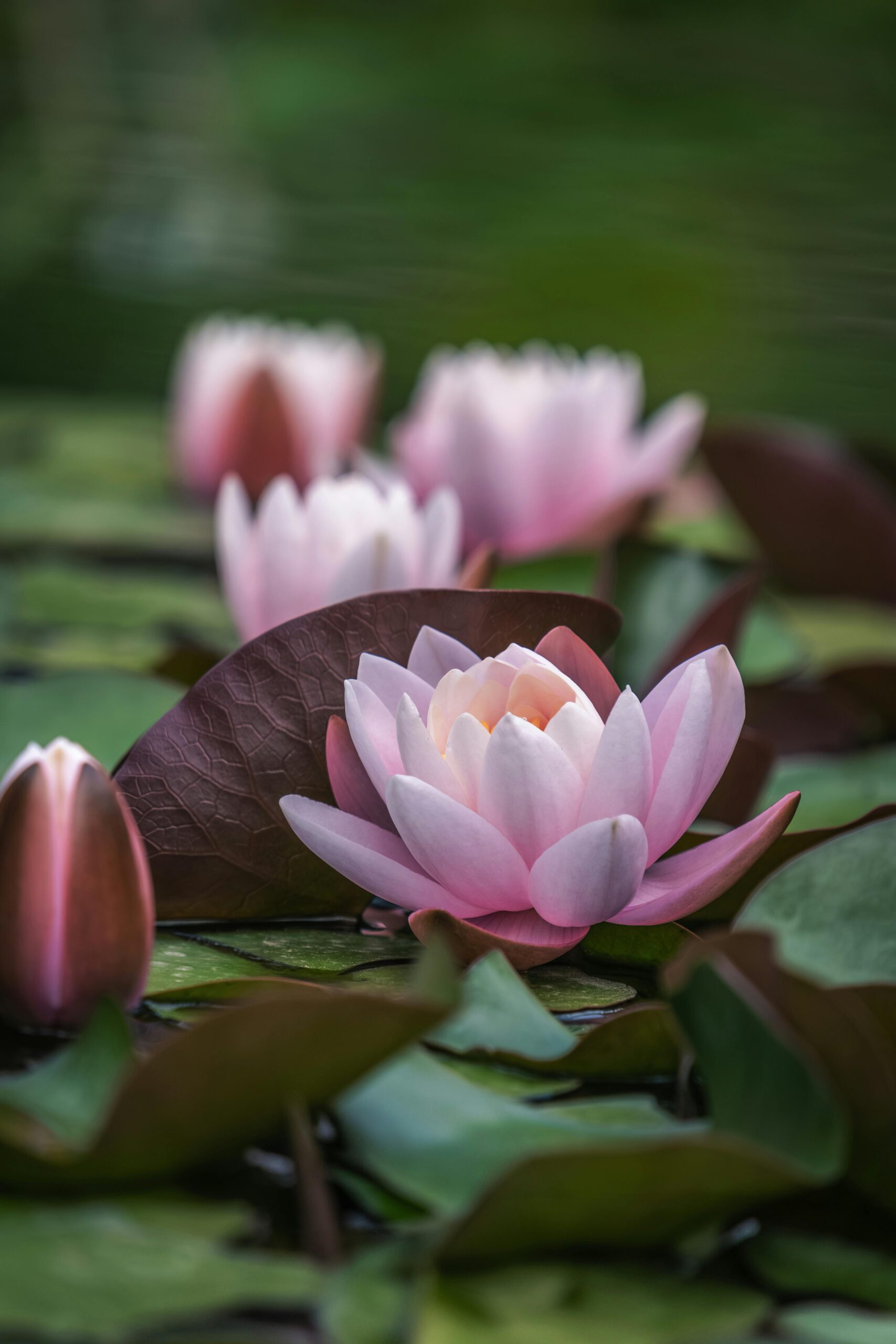 Zelfzorg en Healing bij VdE Coaching