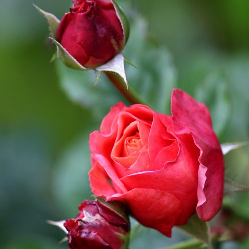 roses, red roses, red flowers, flowers, garden, rose buds, rose bush, flower bed, nature, blossom, beautiful flowers, flower wallpaper, flower background, bloom, rose garden, flower garden, blooming roses