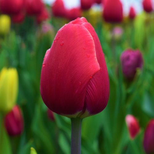 red tulip, flower fields, colorful, spring, bloom, blossom, nature, new, rebirth, green news, green new
