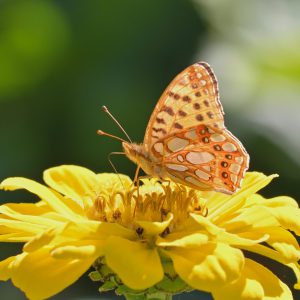InnerPower Oefening "De 3 minuten check-in. Een dagelijkse check voor jezelf; wat heb ik nu nodig om in mijn kracht te blijven
