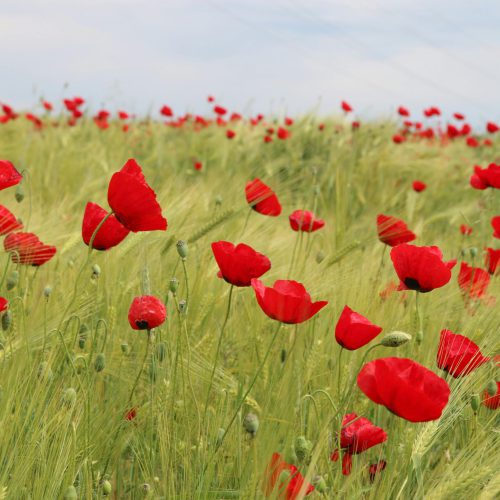 Zelfzorg & Healing; Herstel de balans. Pak pijn, ongemak en vermoeidheid aan. Leer nee zeggen en zet jezelf weer op één