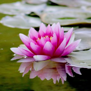 Close-up of a vibrant pink lotus flower reflecting on a tranquil pond surface.